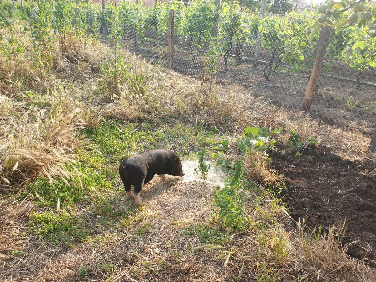 Penzion Jako Vino Bulhary Exterior photo